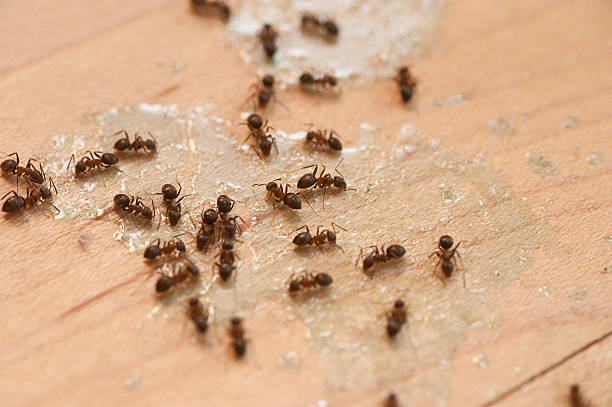 Best Pest Removal Services  in Hollidaysburg, PA